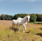 Mare Saddle Horse For sale 2014 Appaloosa