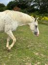 JUMENT TYPE APPALOOSA/CREME