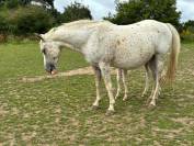 JUMENT TYPE APPALOOSA/CREME