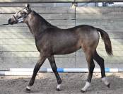 Filly French Saddle Pony For sale 2023 Dark buckskin