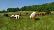 Pension pour chevaux - PERIG'HORSES PENSION (24)