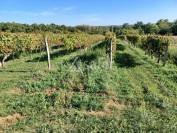 Vineyard  Charente-Maritime