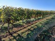 Vineyard  Charente-Maritime