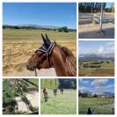 PENSIONS Prés, Paddocks,Retraite, Box...es