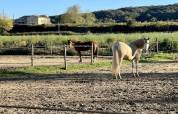 Luxurious equestrian property  Gard