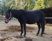 Mare Other Horse Breed For sale 2013 Bay