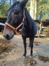 Mare Other Horse Breed For sale 2013 Bay