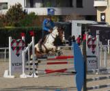 Castrone KWPN Cavallo da Sport Neerlandese In vendita 2018 Pezzato ,  Solaris Buenno