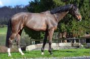 Castrone KWPN Cavallo da Sport Neerlandese In vendita 2016 Baio