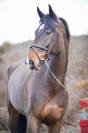 Ruin KWPN Nederlands sportpaard Te koop 2016 Donker bruin / bai