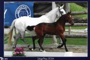 Puledro PFS Pony Francese da Sella In vendita 2023 Baio ,  Montbazillac du Lin