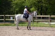 Mare English Thoroughbred For sale 2017 Grey