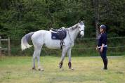 Mare English Thoroughbred For sale 2017 Grey