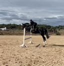 Holsteiner - yegua de salto - 9 años