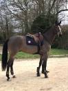 Gelding AES Anglo European Studbook For sale 2015 Bay