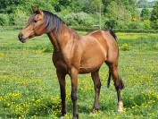 Saillie Pur-sang Arabe Pur-Russe 