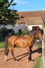 Saillie Pur-sang Arabe Pur-Russe 