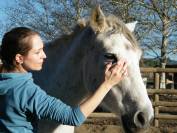 Praticienne Shiatsu - Accompagnement cheval/cavalier(e)