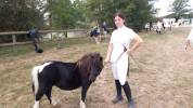 Filly Shetland Pony For sale 2020 Coloured