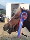 Stallion Shetland Pony For sale 2020 Coloured