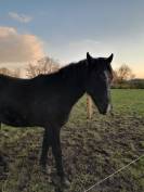 Stallion PRE Pure Spanish Bred For sale 2021 Grey