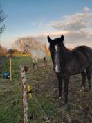 Stallion PRE Pure Spanish Bred For sale 2021 Grey
