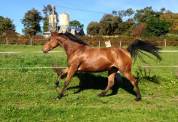 Mare Anglo-Arabian For sale 2011 Bay