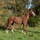 Gelding French Trotter For sale 2015 Chesnut