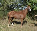 Mare Thoroughbred For sale 2012 Chesnut