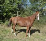 Mare Thoroughbred For sale 2012 Chesnut