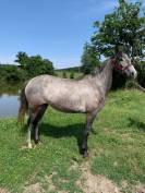 Filly Connemara For sale 2021 Grey