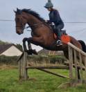Eventing prospect. Super 5 year old! 