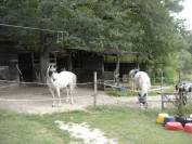 Paarden accommodatie Koop Tarn-et-Garonne