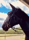 Gelding Menorquin Horse For sale 2016 Black