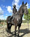 Gelding Menorquin Horse For sale 2016 Black