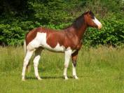 im rascal lody tr - Paint Horse 2021 por Little Buck Rascal
