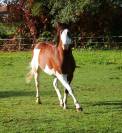 im rascal lody tr - Paint Horse 2021 por Little Buck Rascal
