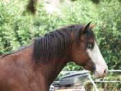 im rascal lody tr - Paint Horse 2021 ,  Little Buck Rascal