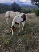 Puledro Cavallo da Sella In vendita 2023 Pezzato