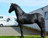 Entire Friesian For sale 2019 Black