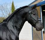 Entire Friesian For sale 2019 Black