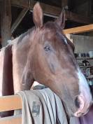 Proprietà equestre In vendita Landes