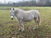 Broodmare French Saddle Pony For sale 2003 Grey