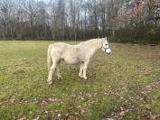 Broodmare French Saddle Pony For sale 2003 Grey