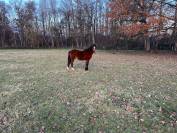 Colt French Saddle Pony For sale 2022 Bay