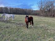 Colt French Saddle Pony For sale 2022 Bay