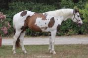 Saillie Paint-horse buckskin homozygote tobiano 