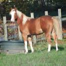 Stallone Paint Horse In vendita 2022 Sorrel ,  wvf lookin awesome