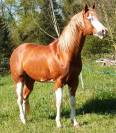 Stallone Paint Horse In vendita 2022 Sorrel ,  wvf lookin awesome