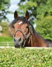 Luxurious equestrian property  Bouches-du-Rhône